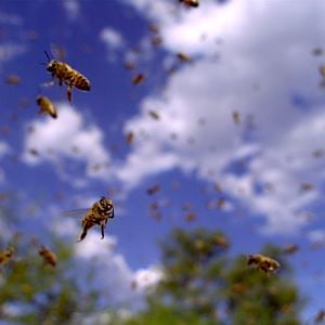 Foto Disneynature: Wings of Life