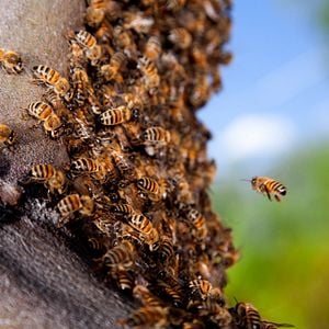 Foto Disneynature: Wings of Life