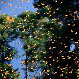 Foto Disneynature: Wings of Life