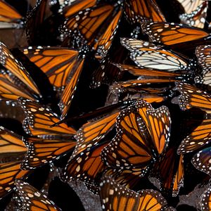 Foto Disneynature: Wings of Life