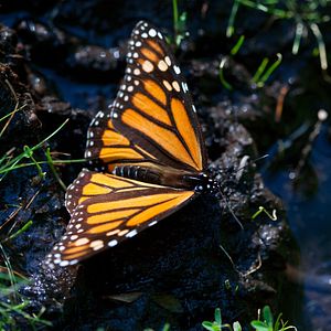 Foto Disneynature: Wings of Life