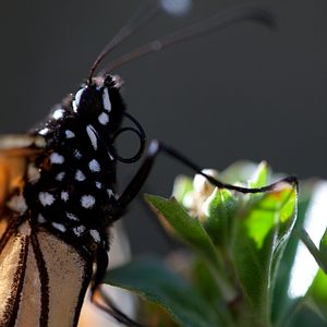 Foto Disneynature: Wings of Life