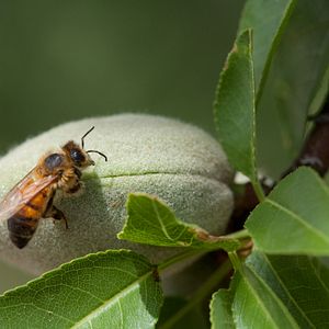 Foto Disneynature: Wings of Life