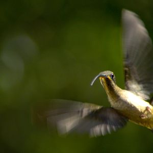 Foto Disneynature: Wings of Life