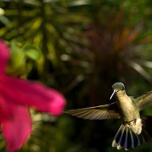 Foto Disneynature: Wings of Life