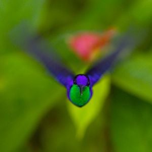 Foto Disneynature: Wings of Life