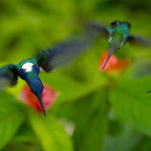 Foto Disneynature: Wings of Life