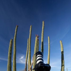 Foto Disneynature: Wings of Life