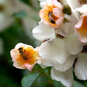 Foto Disneynature: Wings of Life