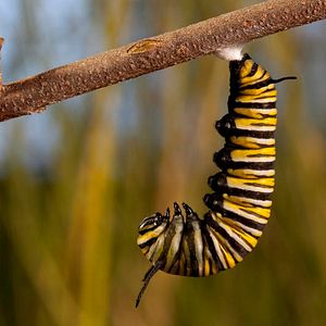 Foto Disneynature: Wings of Life