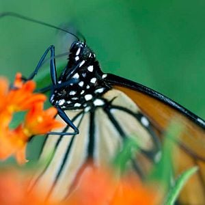 Foto Disneynature: Wings of Life