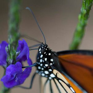 Foto Disneynature: Wings of Life