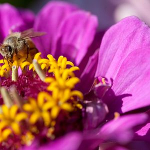Foto Disneynature: Wings of Life