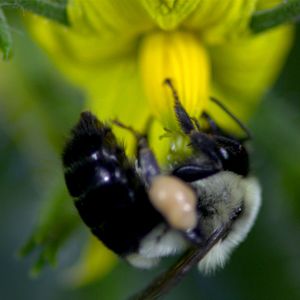 Foto Disneynature: Wings of Life
