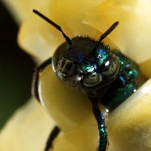 Foto Disneynature: Wings of Life