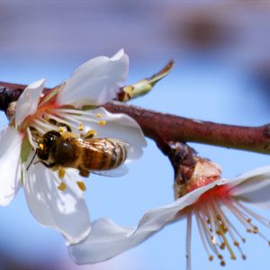 Foto Disneynature: Wings of Life