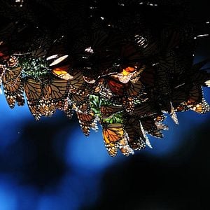 Foto Disneynature: Wings of Life