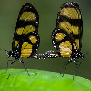 Foto Disneynature: Wings of Life