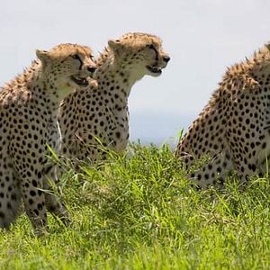 Foto Grandes Felinos Africanos: El reino del coraje