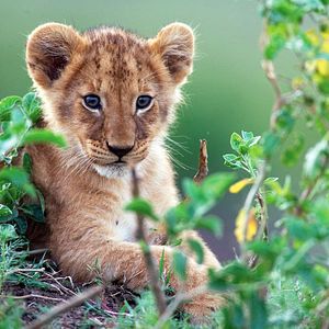 Foto Grandes Felinos Africanos: El reino del coraje