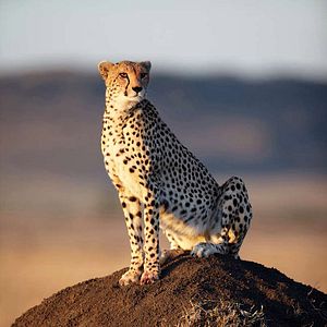 Foto Grandes Felinos Africanos: El reino del coraje