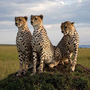 Foto Grandes Felinos Africanos: El reino del coraje
