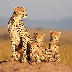 Foto Grandes Felinos Africanos: El reino del coraje