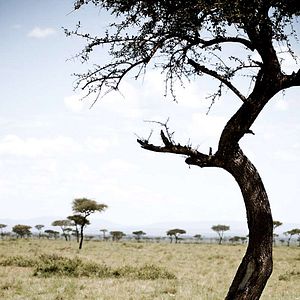 Foto Grandes Felinos Africanos: El reino del coraje