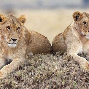 Foto Grandes Felinos Africanos: El reino del coraje
