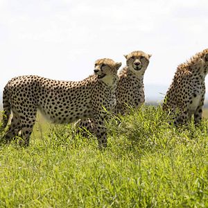 Foto Grandes Felinos Africanos: El reino del coraje