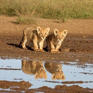 Foto Grandes Felinos Africanos: El reino del coraje