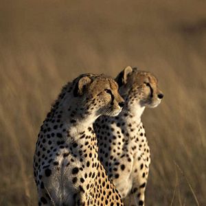 Foto Grandes Felinos Africanos: El reino del coraje
