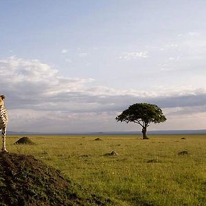 Foto Grandes Felinos Africanos: El reino del coraje