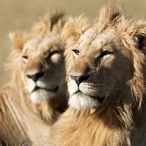 Foto Grandes Felinos Africanos: El reino del coraje