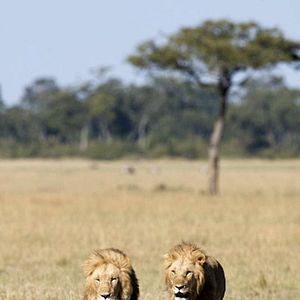 Foto Grandes Felinos Africanos: El reino del coraje