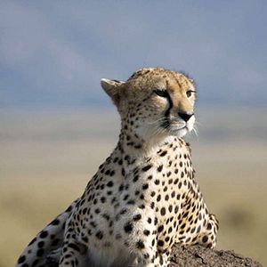 Foto Grandes Felinos Africanos: El reino del coraje