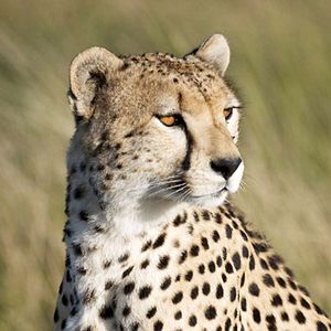 Foto Grandes Felinos Africanos: El reino del coraje
