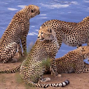 Foto Grandes Felinos Africanos: El reino del coraje