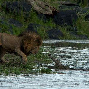Foto Grandes Felinos Africanos: El reino del coraje