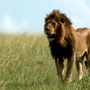 Foto Grandes Felinos Africanos: El reino del coraje