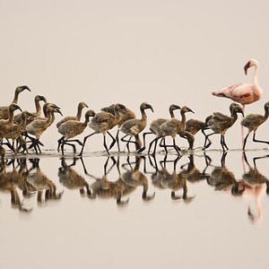 Foto Disneynature. Crimson Wing