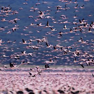 Foto Disneynature. Crimson Wing