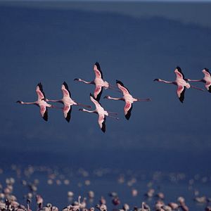 Foto Disneynature. Crimson Wing
