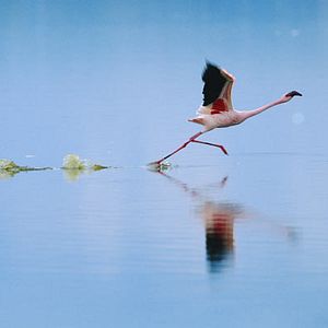 Foto Disneynature. Crimson Wing