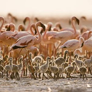 Foto Disneynature. Crimson Wing