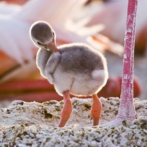 Foto Disneynature. Crimson Wing