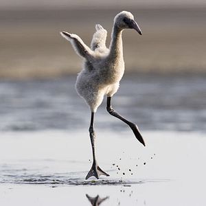 Foto Disneynature. Crimson Wing