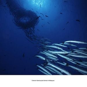 Tiburón, en las garras del hombre - Documental 2006