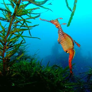 Foto Tiburón, en las garras del hombre