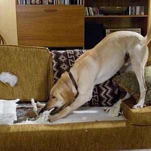 Foto Una pareja de tres